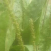 雪野中漫步赏雪人头像