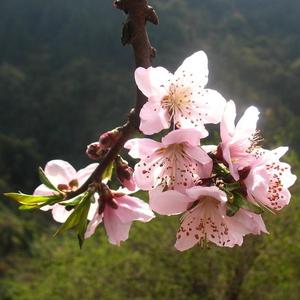 四月桃花