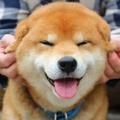 Xiao陈哥 头像