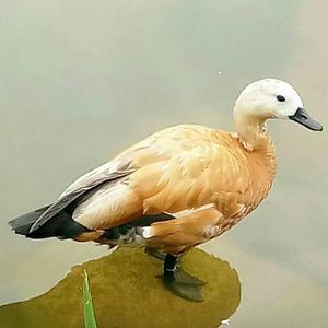 YJ为你读诗