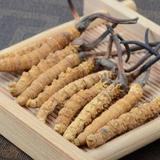 冬虫夏草555555头像