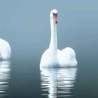 关中刀客001头像