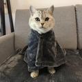 弟弟是一只猫呢 头像
