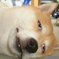 雷瑶说搞笑 头像