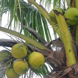 猪猪侠看足球 头像