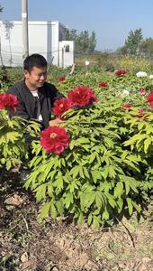 牡丹花农汇美家 头像