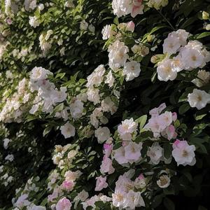 小天随心聊 头像