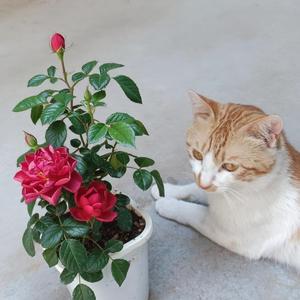 我家猫叫妙妙 头像