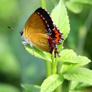 院子里的小蝴蝶 头像