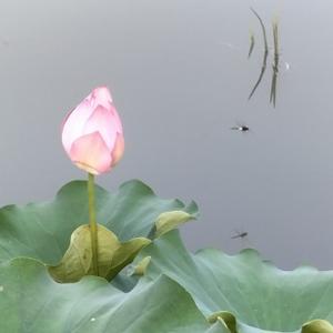 笑谈任Ren生 头像