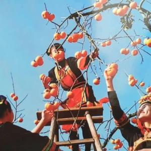 油茶丝语