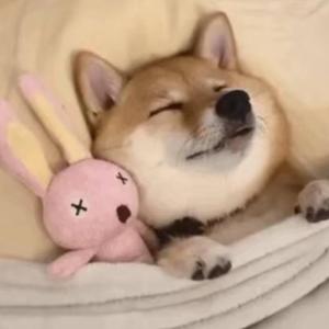 肥肥大狗头 头像