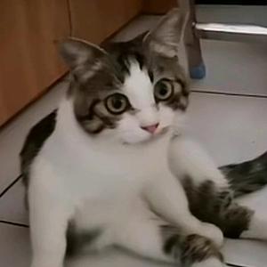 歪嘴圆总裁 头像