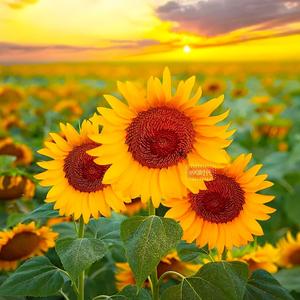 电影艺术与生活 头像