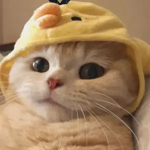 你我皆非凡人 头像