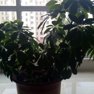 开奔驰要饭 头像