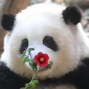元气可乐爱上猫