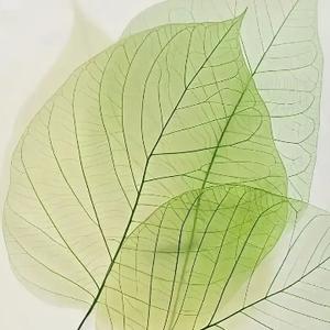 家的味道一 头像