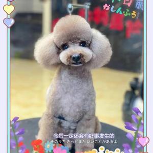 豆豆(国1牛头lol手游) 头像