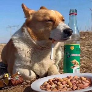 可爱的阿呆不是呆 头像