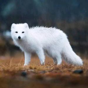 雪山飞狐3000 头像