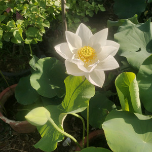 无忧的海洋 头像