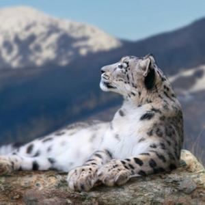 最后一头雪豹 头像