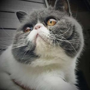 肥猫侃侃