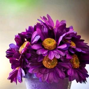 娘娘想躺平 头像