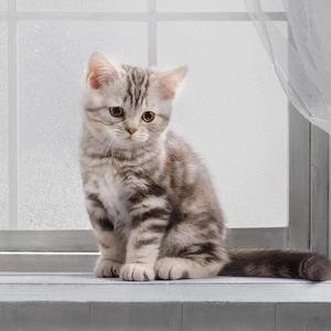 晓晓爱美食 头像