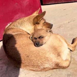 滑头·Li·小猫 头像