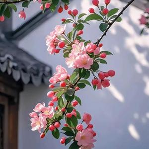 云端踏云的逍遥游 头像