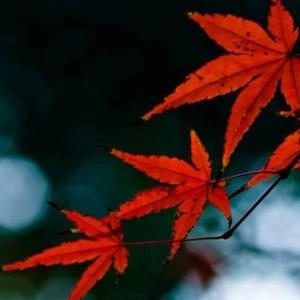 红枫静待秋眠 头像
