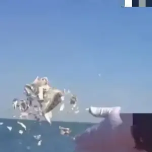 莞味播播宝 头像