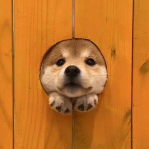 家姐的妙妙屋 头像