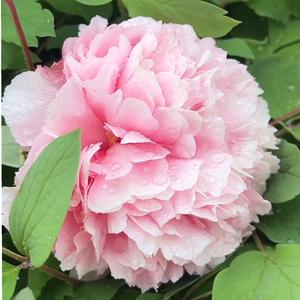 鸭绿江水长流 头像