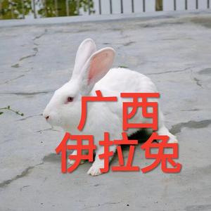 南宁兔八哥 头像