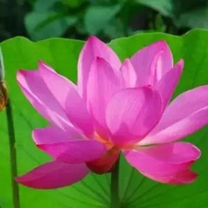 绿红紫三四九