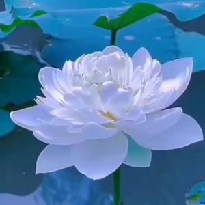 卷发小桃红