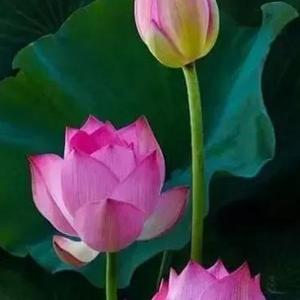 口吐实言