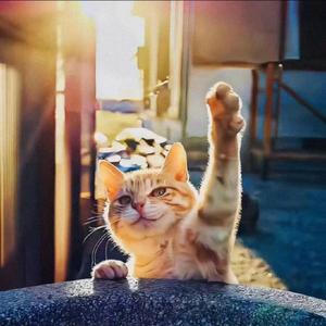 小星看世界 头像