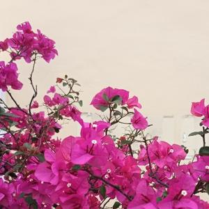 梦想蓝天 头像