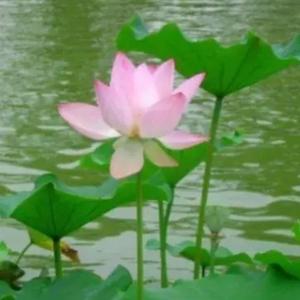 天边永远有片云