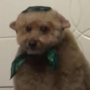 烤地瓜我爱吃 头像