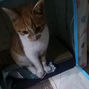 喔喔是只猫 头像