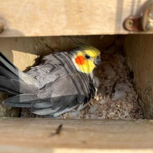 七月的元宵 头像