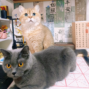 贵妃十九是猫 头像