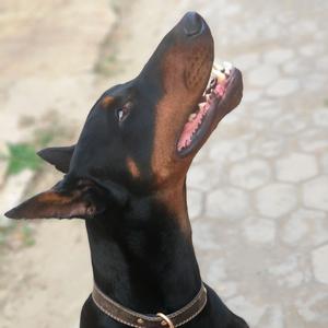 人民的智慧 头像