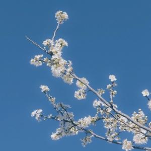 碧痕斋主人