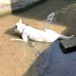 旭哥哥(斗猎爱好者，养殖爱好者)头像